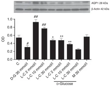 Figure 5 | Aquaporin-1 (AQP1) protein expression in human umbilical vein endothelial cells (HUVECs) stimulated by D  -glucose (30 mmol/l) and/or L -carnitine (2–30 mmol/l), and mannitol (30 mmol/l)