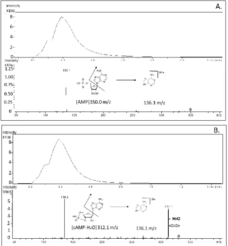 Figure 2. Representative chromatograms and mass spectrum obtained from tandem mass (MS/MS)