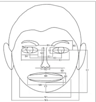 FIGURE 1 | Location of facial metrics used as inputs to the connectionist models trained on facial metrics