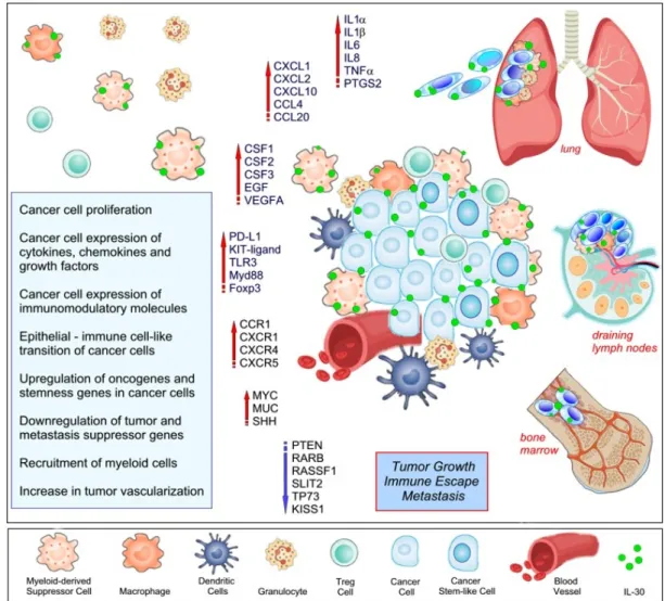 Figure 3. Effects of IL-30 expression by cancer and myeloid cells in the tumor microenvironment