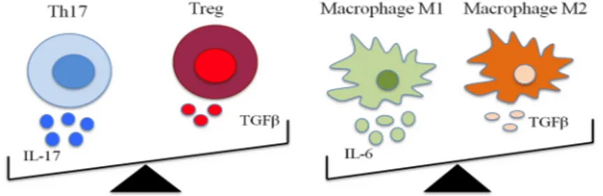 Figure  2.  Schematic  representation  of  suggested  dynamic  balance  between  pro-inflammatory  and 