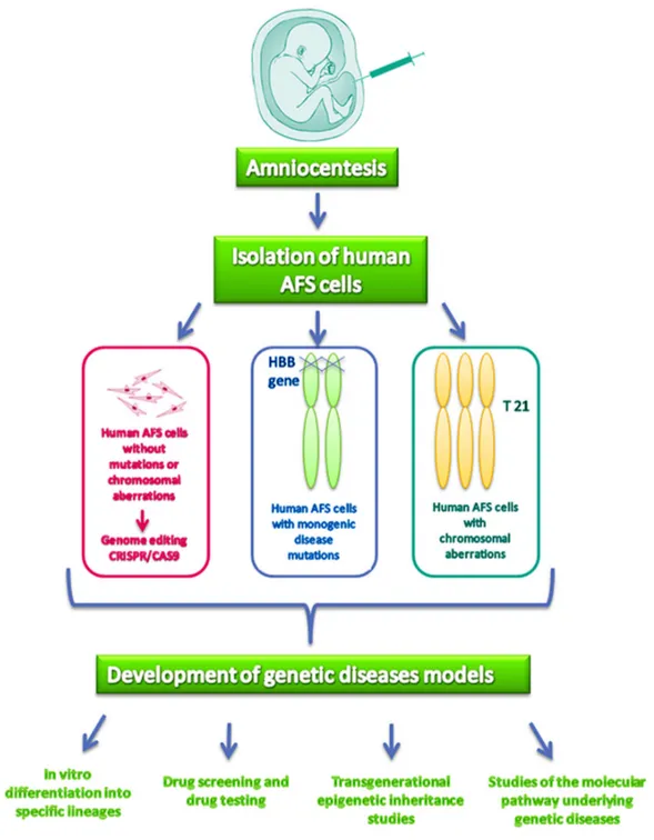 Figure 1. AFS cells in the study of human genetic diseases. 