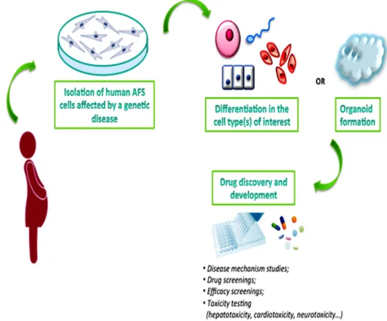 Figure 2. AFS cells as a novel system for drug development. 