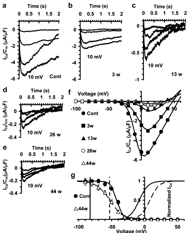 FIGURE 6. Long-term denervation in soleus muscle reduces L -type Ca 2+ current (I Ca ) size and changes its kinetics