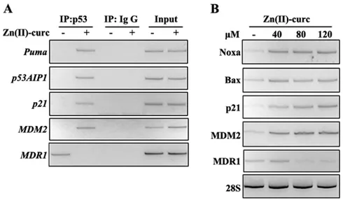 Figure 2. Zn(II)-curc restores wtp53/DNA binding and target gene transcription in FTC-133 thyroid cancer cells