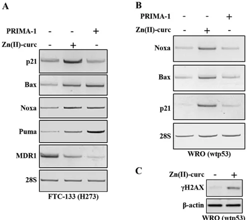 Figure 3. Comparison between Zn(II)-curc and PRIMA-1 on p53 activity. (A) FTC-133 and (B) WRO cells were treated with Zn(II)-curc (80 µM) and  PRIMA-1 (10 µM ) for 24 h before total mRNAs were reverse transcribed for analysis of p53 target genes, using RT-
