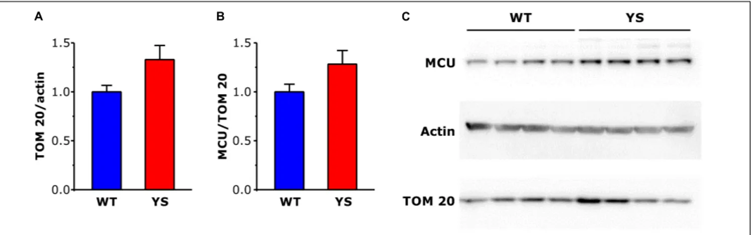 FIGURE 4 | Expression levels of mitochondrial proteins TOM20 and MCU in FDB muscles determined by Western blot