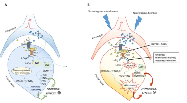 Figure 1 Schematic representation of NO synthetic and activity pathways in physiologic conditions (panel A), and pathologic conditions (panel B)