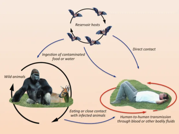 Figure 3. Schematic representation of Ebola virus transmission. Bats are the potential source of the virus