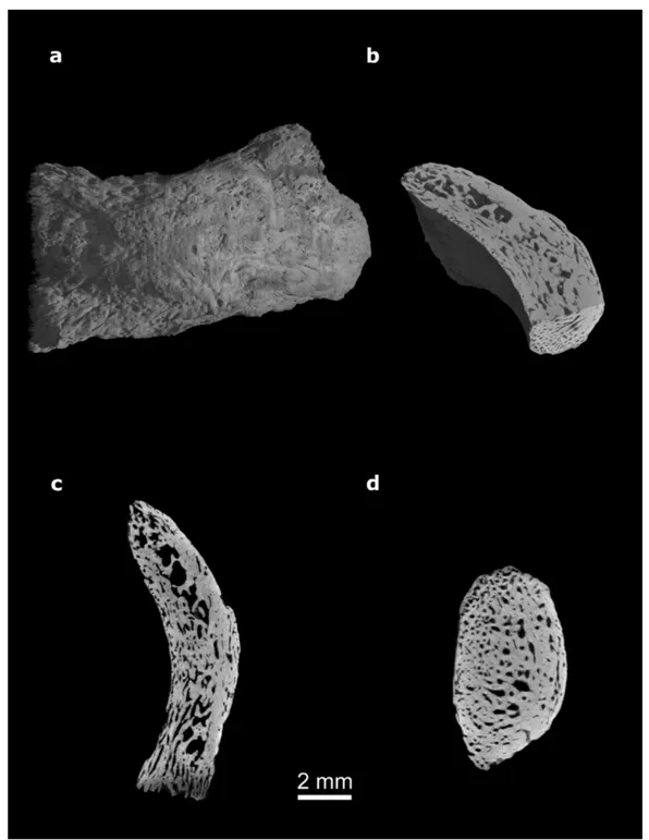 Fig. 1 - Castel di Guido sample (CdG-1, University Museum Chieti – Italy). Volume rendering (a);  spongy bone structure (b); histological architecture: medial sagittal section (c) and medial  trans-verse section (d).