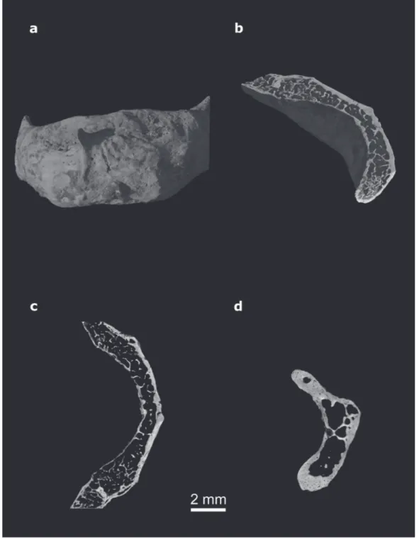 Fig. 2 - Homo sapiens hyoid (Canne della Battaglia T58, University Museum Chieti - Italy)