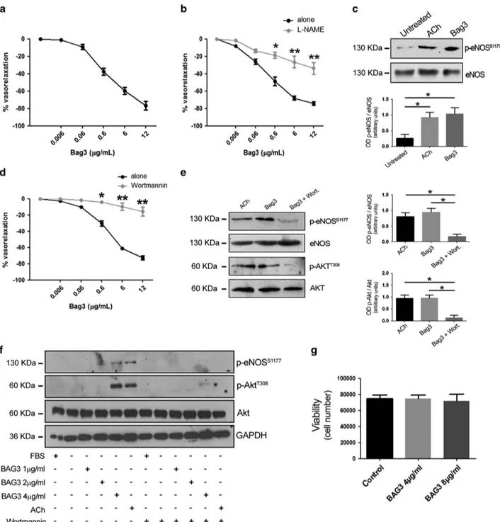 Figure 1 (a) Vascular response of phenylephrine-precontracted mice mesenteric arteries to increasing doses of BAG3 (0.006 –12 μg/ml) (n = 6), (b) and after 30 min pretreatment with L-NAME (300 μmol/L; n = 6), *Po0.05, **Po0.01 versus BAG3 alone