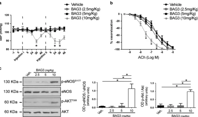 Figure 2 (a) Systolic blood pressure (SBP) in C57BL/6 mice treated with vehicle or with different dosage of BAG3 (2.5; 5 –10 mg/kg) (n = 6/group)