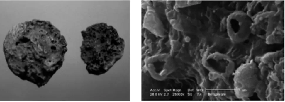 Fig. 9 -  Resti carbonizzati di formaggio caprino; Brucellae melitensis osservate al micros- micros-copio elettronico a scansione