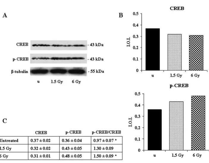 Figure 5. Effect of 1.5- and 6-Gy ionizing radiation on CREB and p-CREB expression in Jurkat T cells