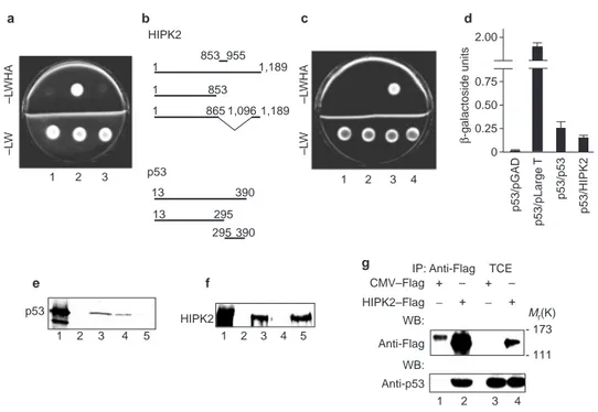 Figure 1 HIPK2 interacts with p53 both in vitro and in vivo. a, HF7c yeast cells were co-transfected with constructs PGBT9LAM–HIPK2(853–955) (lane 1), PGBT9p53–HIPK2(853–955) (lane 2) and PGBT9–HIPK2(853–955) (lane 3) and  plat-ed on mplat-edium lacking le