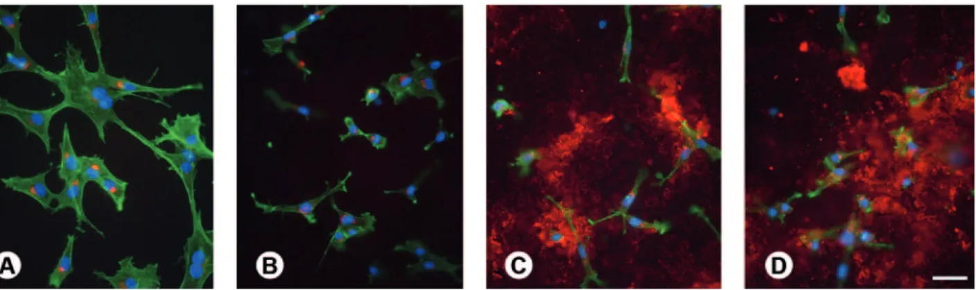Figure 1. Epifluorescence of osteogenic cell cultures grown on machined (A), microstructured (B), nanostrutured (C), and synthetic  peptide coating (D) surfaces at day 3