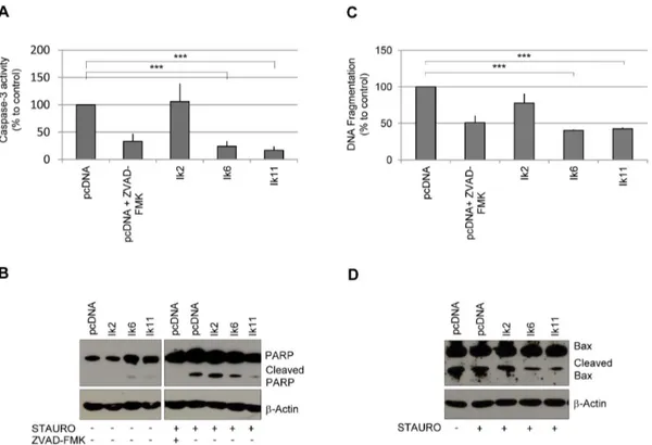 Figure 6. Ik11 overexpression protects against apoptosis. Evaluation of apoptosis by measurement of caspase-3 activity (A), examination of PARP cleavage products (B) and determination of mono- and oligo-nucleosome enrichment (C)