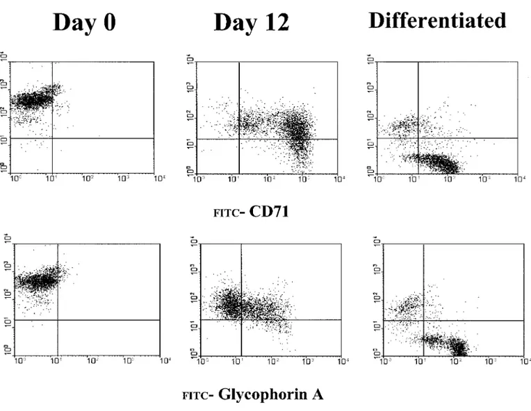 FIG. 10. Flow cytometry analysis for the coexpression of CD45 and CD71 (top) and CD45 and glycophorin A (bottom) of light-density mononuclear cells purified from a normal donor (on the left) and of the same cells cultured for 12 days in the presence of all