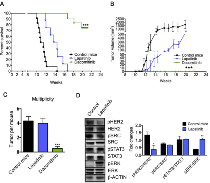 Fig. 4. Dacomitinib suppresses Lapatinib resistant Δ16HER2-driven breast carcinogenesis in a preclinical chemoprevention trial