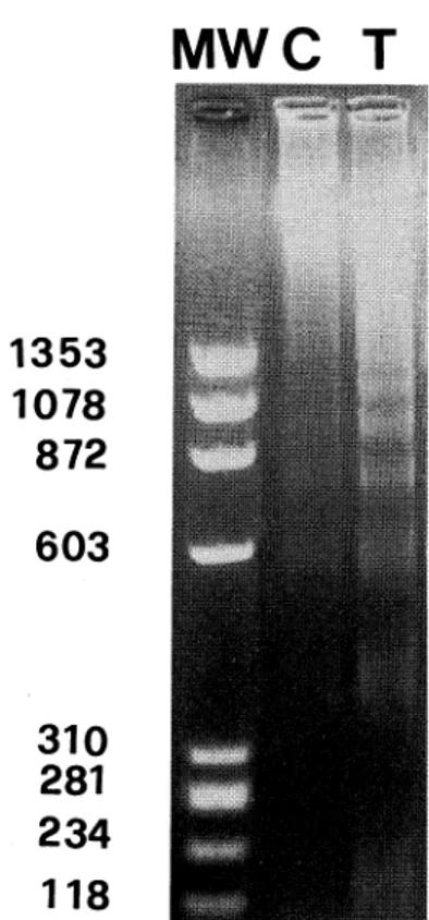 Fig. 1. Agarose gel analysis of DNAfrom Dx treated (T) and un- un-treated thymocytes (C)