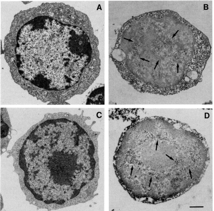 Fig. 5. Analysis of large-size thymocytes. A: morphological features of untreated cells