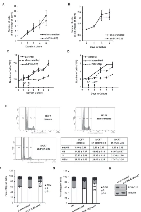 Figure 2: PI3K-C2β regulates breast cancer cell proliferation and cell cycle progression