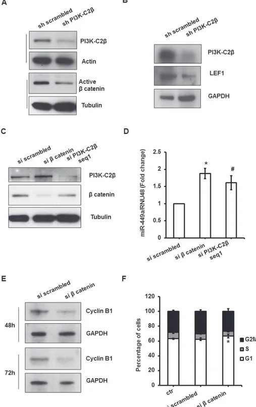 Figure 5: PI3K-C2β regulates miR449a/cyclinB1 through modulation of LEF1/β catenin pathway in MDA-MB-231  cells