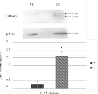 Fig. 5 The protein expression of TBXA2R on wild-type (CC) and mutant type (TT) patients was 