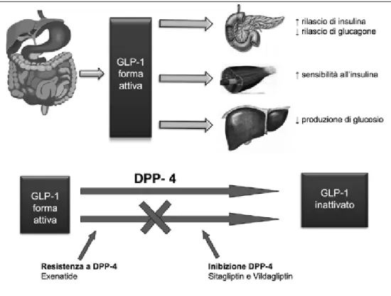 Fig. 1 -  Principali effetti di GLP-1 sull’ome- sull’ome-ostasi  glucidica  e  meccanismo  d’azione  dei farmaci incretinici