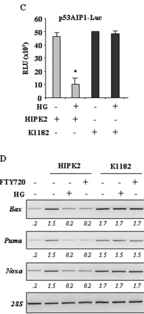 Figure 5: HG impairs HIPK2 apoptotic activity.  A. Clonogenic survival assay of HCT116 transiently transfected with HIPK2- HIPK2-GFP, K1182-GFP and empty-GFP expression vectors