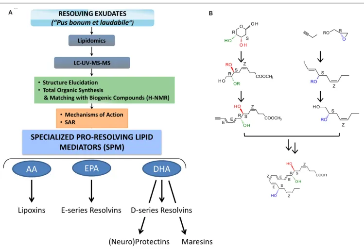 FIGURE 2 | Strategy for functional profiling of SPM in resolving exudates. (A) During self-limited inflammation, murine exudates (a “good