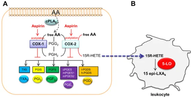 Fig. 1. Effects of aspirin on arachidonic acid metabolism. (A) Aspirin acetylates COX-1 enzyme, thus blocking the biosynthesis of prostanoids COX-1-derived