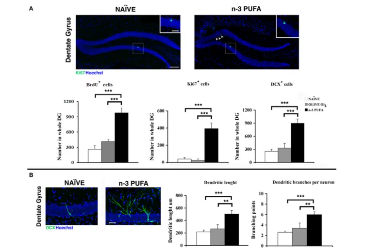 FIGURE 5 | n-3 PUFA effects on hippocampal neurogenesis. (A) Representative images showing the increase of the Ki67 + cells in the dentate gyrus of the mice treated with n-3 PUFA, when compared with NAÏVE group