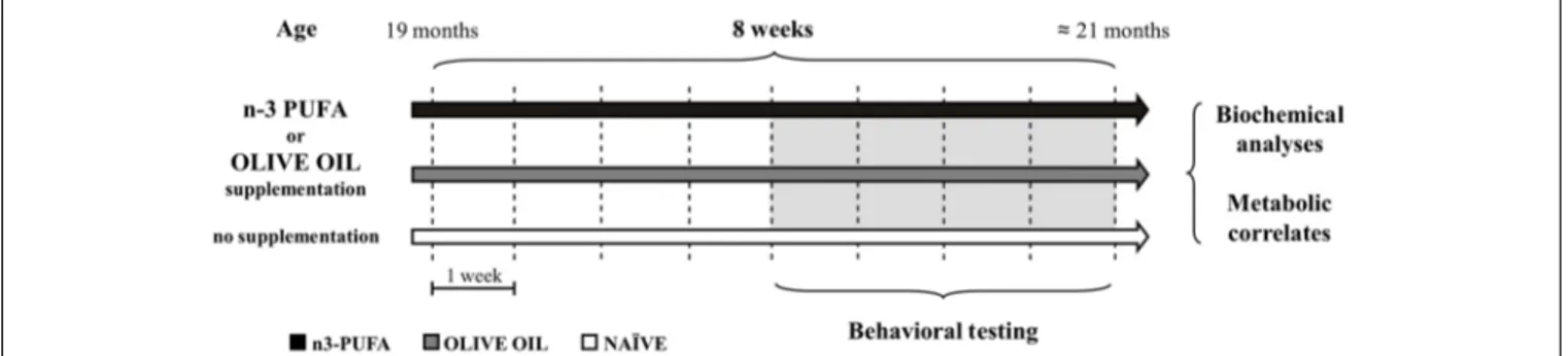 FIGURE 1 | Global timing of the experimental procedure. Experimental groups of aged mice (n-3 PUFA, OLIVE OIL, and NAÏVE), type of dietary supplementation (duration: 8 weeks), behavioral testing (EPM, Elevated Plus Maze; SYM, Spatial Y-Maze; MWM, Morris Wa