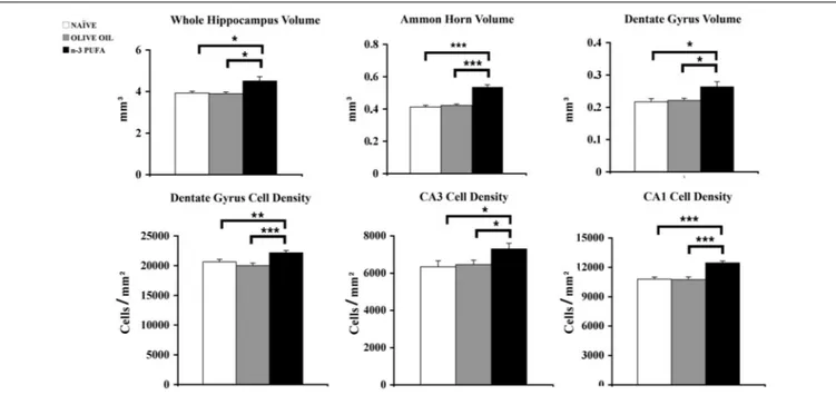 FIGURE 3 | n-3 PUFA effects on hippocampal volumes and cell density. Volumes of whole hippocampus, Ammon Horn (CA1 +CA3) and Dentate Gyrus resulted significantly enhanced in n-3 PUFA group in comparison to