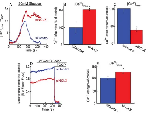 Figure 2. NCLX mediates glucose dependent mitochondrial Ca 2+ transport and modulates the basal mitochondrial membrane potential and calcium resting levels