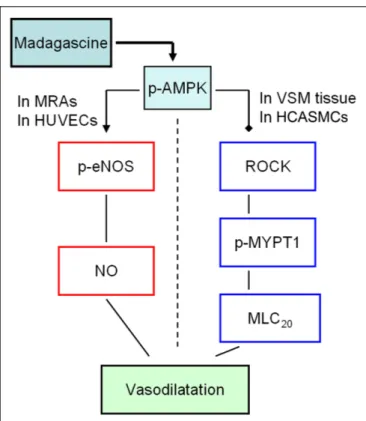 FIGURE 10 | The potential mechanisms involved in