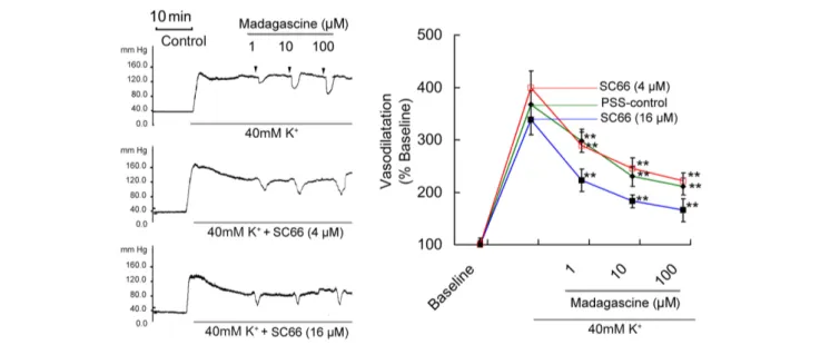 FIGURE 5 | Effects of AKT inhibitor SC66 on madagascine-exerted vasodilatation. After 40 mM K + induced high perfusion pressure stabilized, Krebs