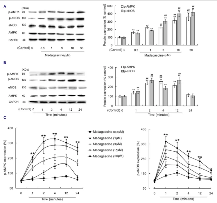 FIGURE 6 | Effects of madagascine on AMPK phosphorylation in human umbilical vein endothelial cells
