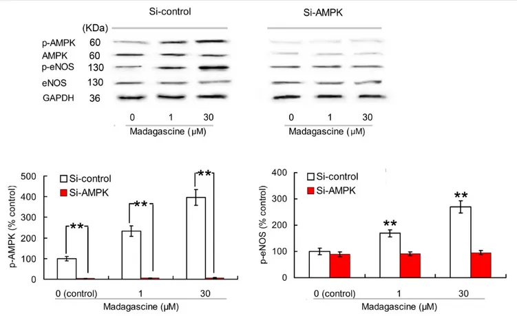 FIGURE 7 | Effects of small interfering RNA knockdown of AMPK on madagascine induced phosphorylation of eNOS (p-eNOS) in human umbilical vein endothelial cells