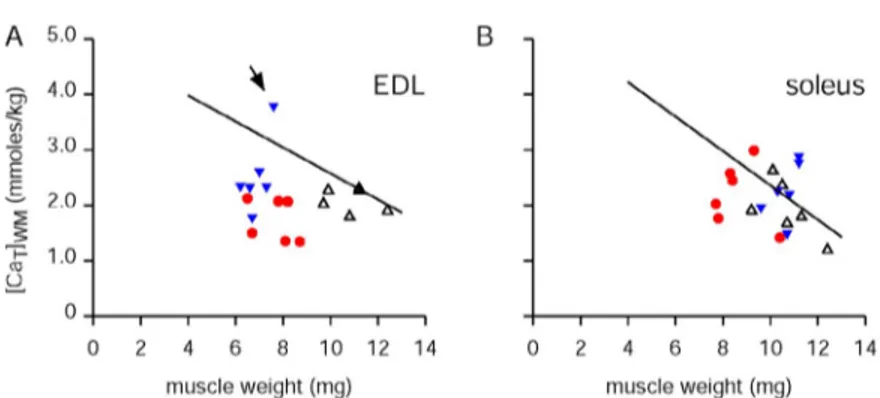 Figure  7.   Effect  of  knocking  out  CSQ  on  [CaT]WM. The solid lines in A and B for EDL  and soleus muscles, respectively, are the same  best-fit lines obtained for all of the control  re-sults shown in Fig