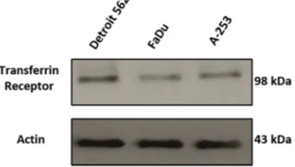 Figure 1. Transferrin receptor (TfR1) expression in the human HNSCC cell lines tested