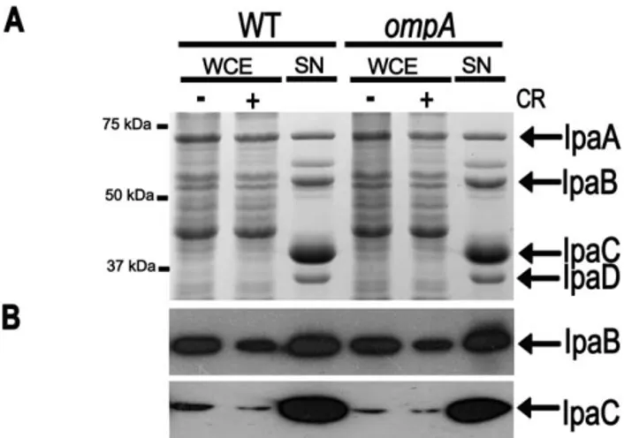 Figure 2. The ompA mutation did not affect either production or secretion of IpaABCD proteins