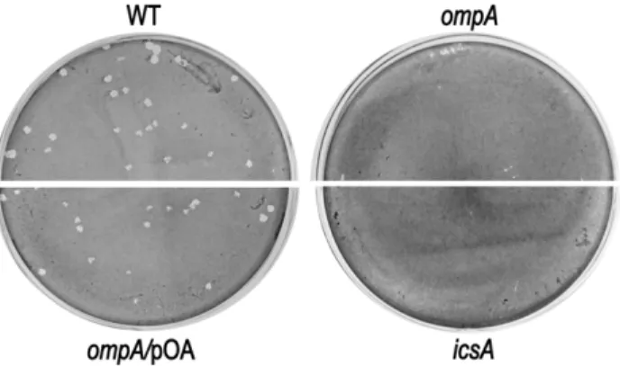 Figure 5. The S. flexneri ompA mutant failed to plaque on HeLa cell monolayers. Confluent HeLa cell monolayers were infected with the wild-type strain (WT), the ompA mutant (ompA), and the ompA mutant complemented with plasmid pOA (ompA/pOA), at a MOI of 4