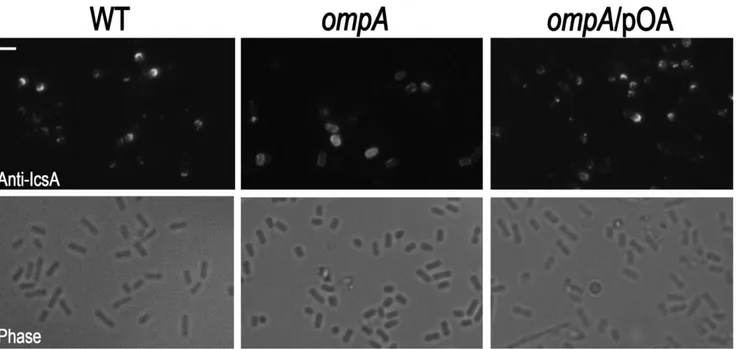 Figure 7. The lack of OmpA altered exposition of IcsA at S. flexneri lateral bacterial surface
