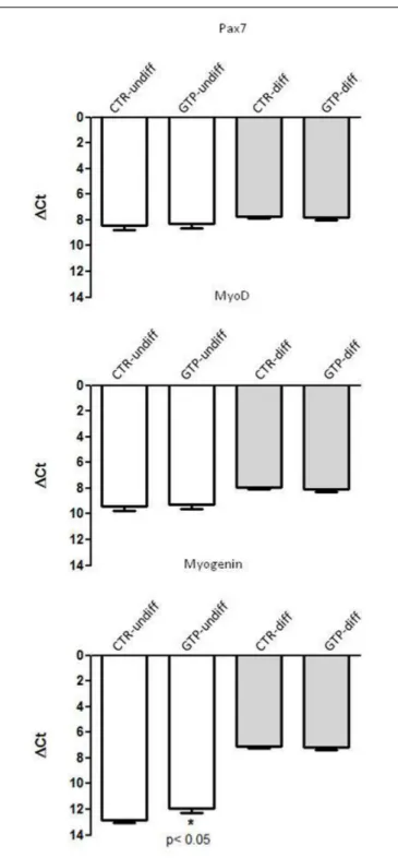 FIGURE 3 | GTP-dependent Myogenic regulator factors in human MPCs. The graphs show the relative expression of Pax7, MyoD, and Myogenin genes in undifferentiated MPCs (CTR-undiff) and with GTP stimulation (GTP-undiff) and in MPCs after 24 h of differentiati