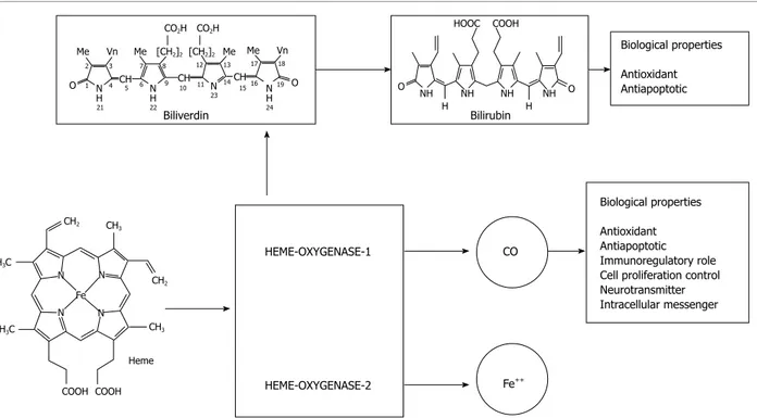 Figure 1  Schematic representation of heme degradation with biological properties of its byproducts.