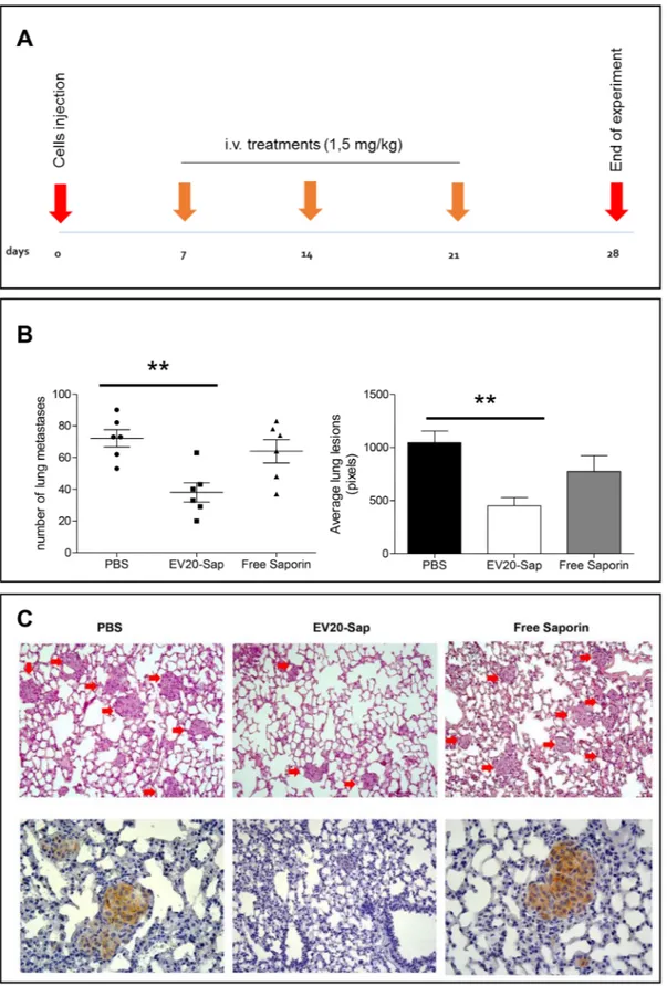 Figure 6: EV20-Sap shows a potent in vivo antitumor activity in a model of melanoma experimental metastasis
