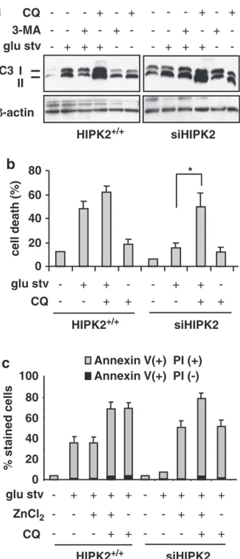 Figure 7 Akt phosphorylation is inhibited by CQ and zinc treatments. (a) Equal amount of total cell extracts from siHIPK2 cells left untreated or treated for 24 h with glucose-free medium (glu stv) alone or in combination with autophagy inhibitors  3-MA (5